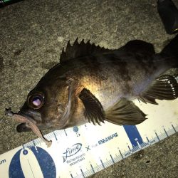 新年 メバリング開始