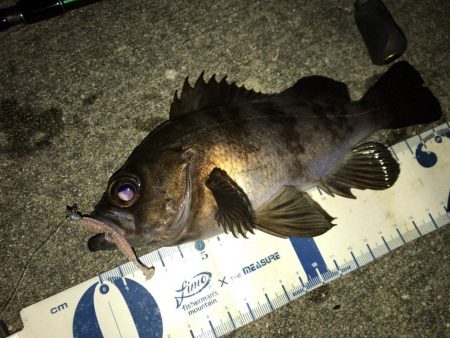 新年 メバリング開始