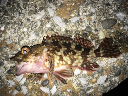 メバルにあいたい