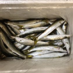 本日も大量カマス