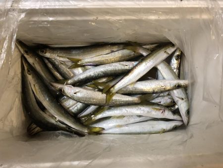 本日も大量カマス