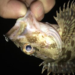 2019も癒しのガッシー