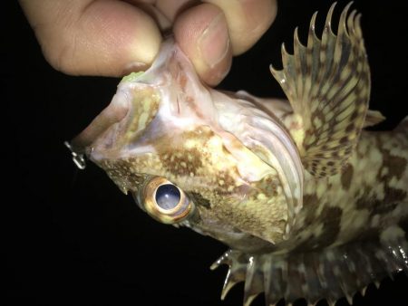 2019も癒しのガッシー