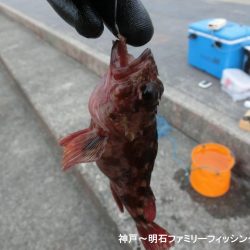 釣り初めはクジメ&ガシラでスタート