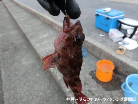 釣り初めはクジメ&ガシラでスタート