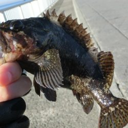 アイナメ来てーーー‼