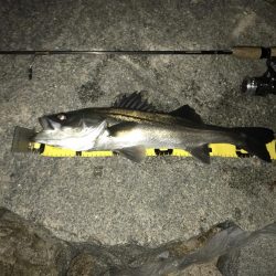 今季初メバリング