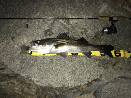 今季初メバリング