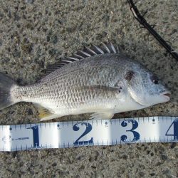 ステッピングで今季初キビレ