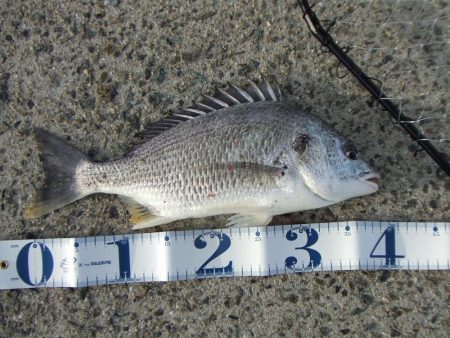 ステッピングで今季初キビレ