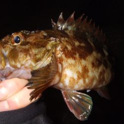 初釣りライトゲーム