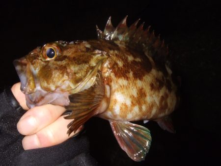 初釣りライトゲーム