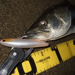 アフターシーバス