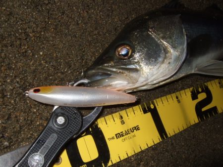 アフターシーバス