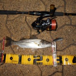 淀川戻鱸を求めて…。