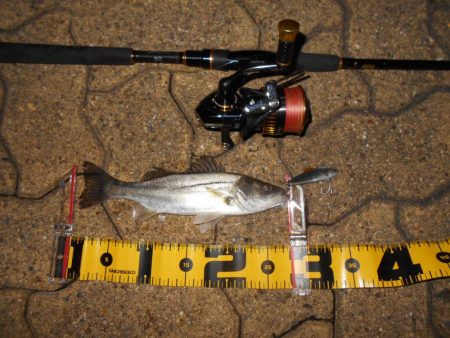 淀川戻鱸を求めて…。