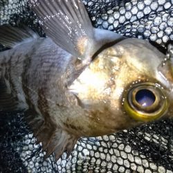 今夜もメバルに会いたくて‼️