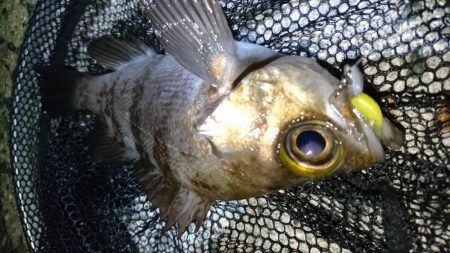 今夜もメバルに会いたくて‼️