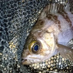 風裏でメバル＆ガシラ