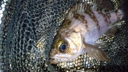 風裏でメバル＆ガシラ