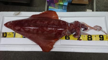 タルイカジギング