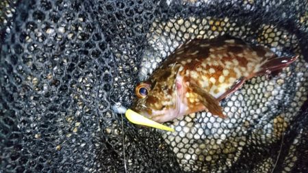 風をかわしてメバリング