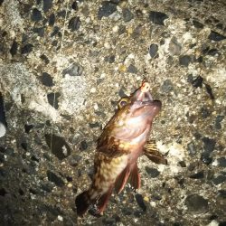 初釣りタッチ～