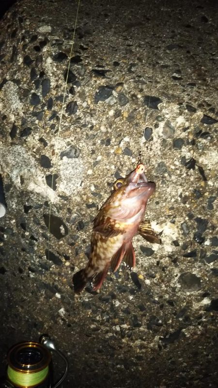 初釣りタッチ～