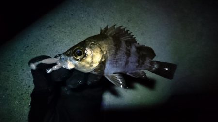 極寒メバリング