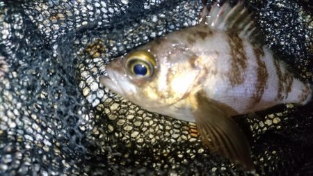 今夜もメバリング