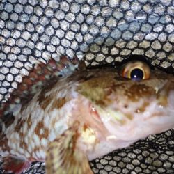 今夜のメバルは渋渋です