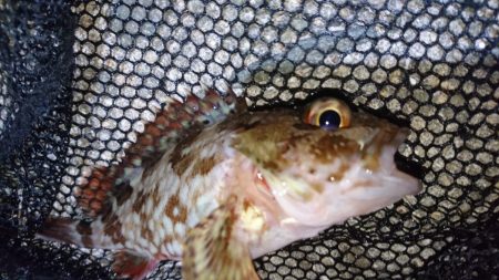 今夜のメバルは渋渋です