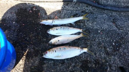 引っかけ 泳がせ