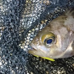 潮の流れに翻弄されました