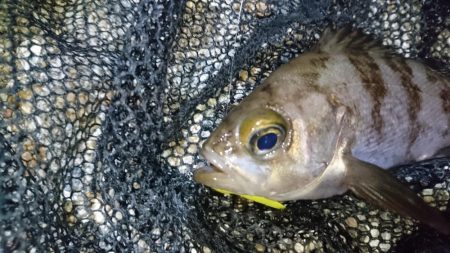 潮の流れに翻弄されました