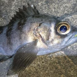 今夜もプラッキング