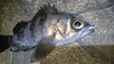 今夜もプラッキング