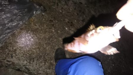 仕事終わりにメバリング!