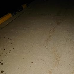 えっとぶりのシーバス