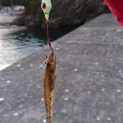 極寒の中で意外な魚が…