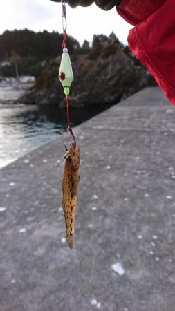 極寒の中で意外な魚が…