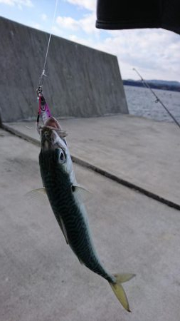 時期外れのライトショアジギング