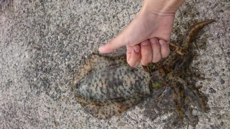 胴体25センチアオリイカ