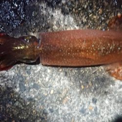 仕事終わりヤリイカ狙い