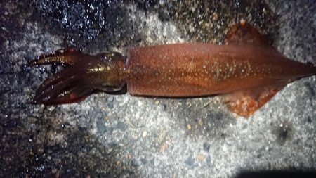 仕事終わりヤリイカ狙い