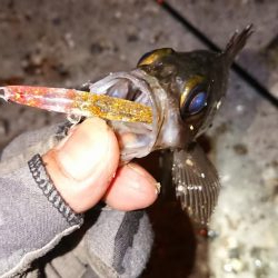 爆風メバルプラッキング