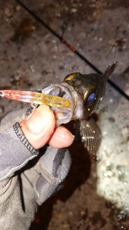 爆風メバルプラッキング