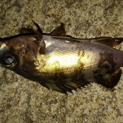 プラグオンリー