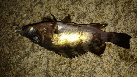 プラグオンリー