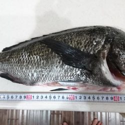 2019年、初フカセ